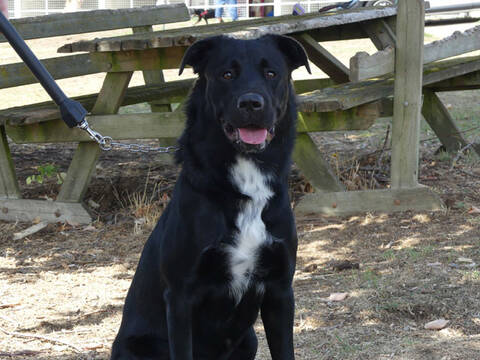PACHA Beauceron crois Border Collie