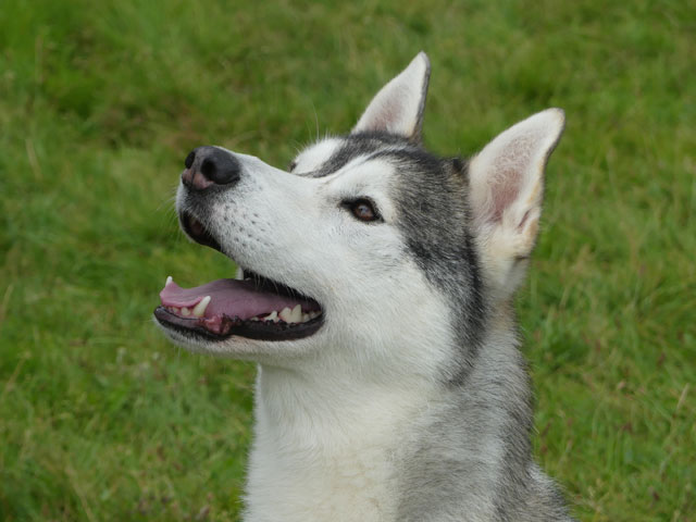 TYSON (Husky Sibérien) Tyson_18