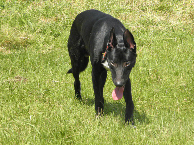 TYSON (Border croisé Malinois) Tysonn11