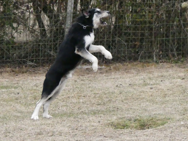 YAKARI (Husky croisé Griffon) Yakari19