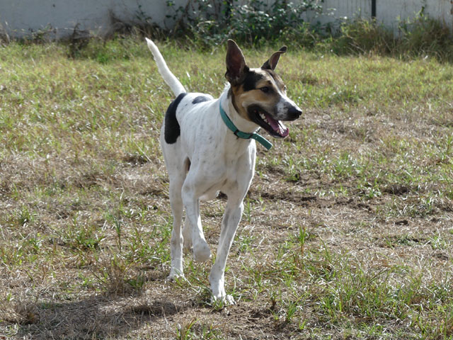 ZARKO (Berger croisé Chien courant) Zarko111