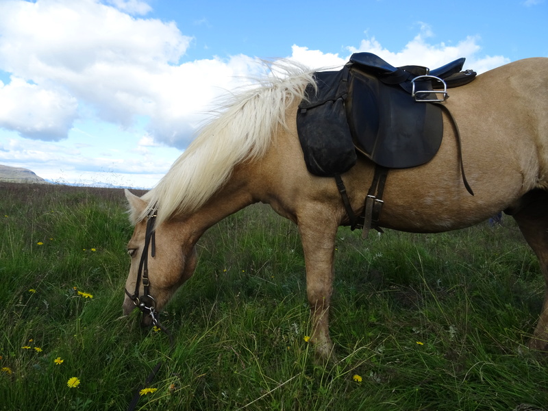 Randonnée à cheval en Islande Dsc00311
