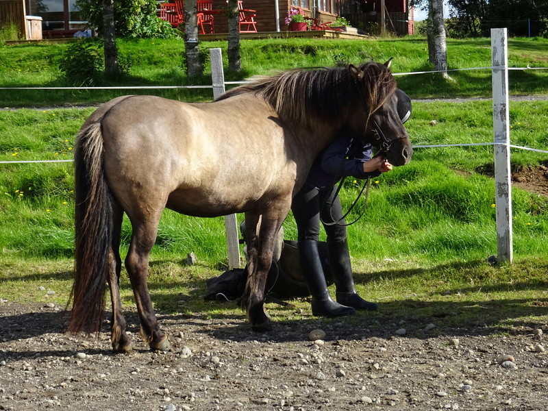 Randonnée à cheval en Islande Dsc00316