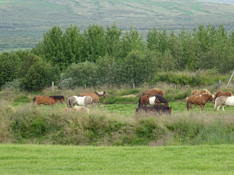 Randonnée à cheval en Islande Dsc00318