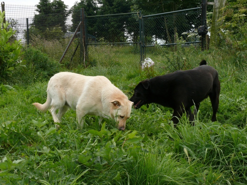 4ans de refuge pour tina est kenzo dans le 76 P1010216