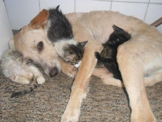 Chatons sauvés par un chien 175410