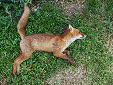 Renard Approche Affut Saison 16