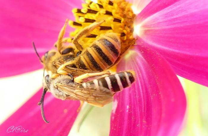 Halictidae :Halictus scabiosae. 1_d11