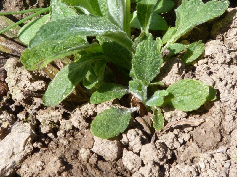 Album photo  du jardin des poëtes - Page 32 P1170018