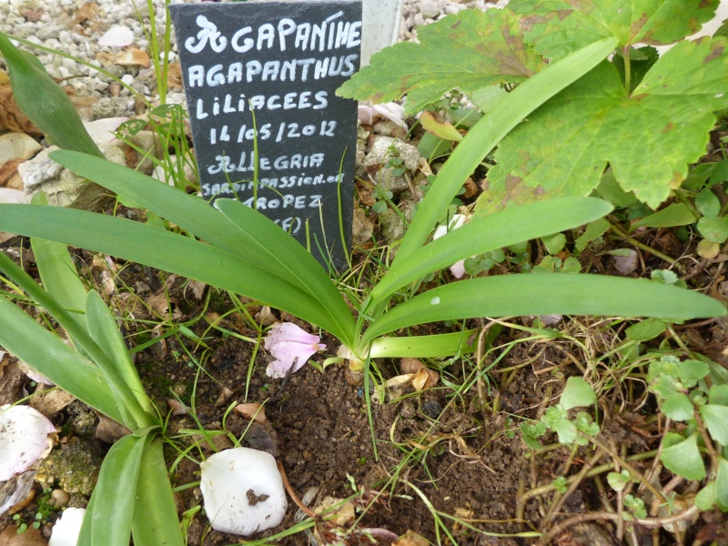 Album photo  du jardin des poëtes - Page 36 P1170546