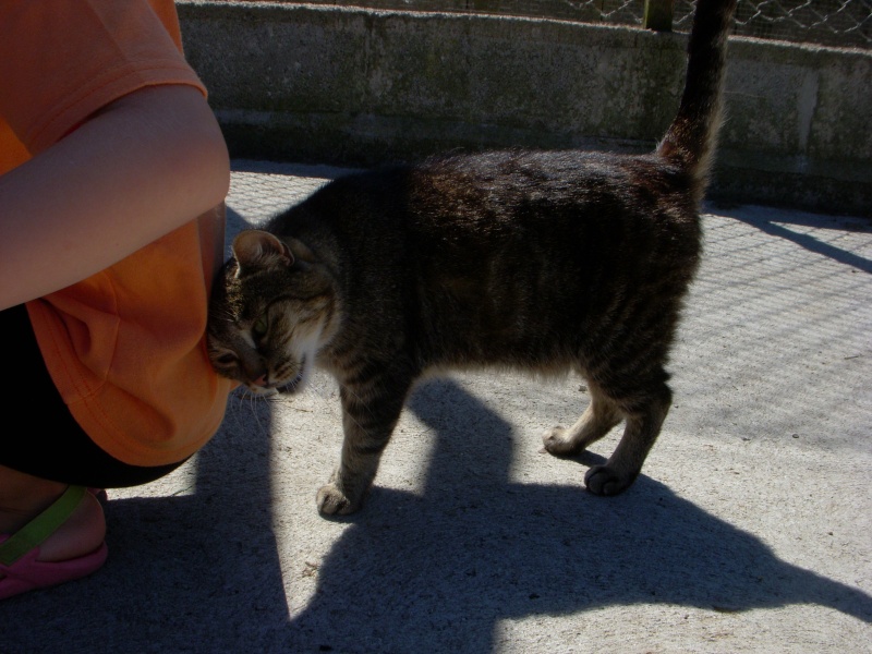 Mélanie dite Zézette, petite chatte douce de 8ans stérilisée Zezett10