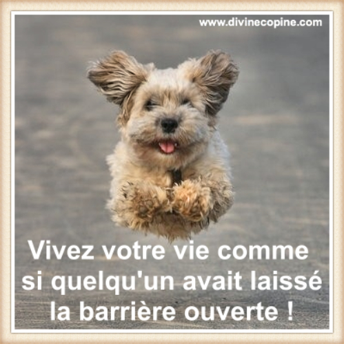 La citation du jour - Page 38 Chien-10