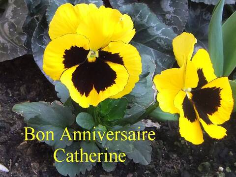 Joyeux Anniversaire Catherine Page 2 Joyeux Anniversaire Catherine Page 2