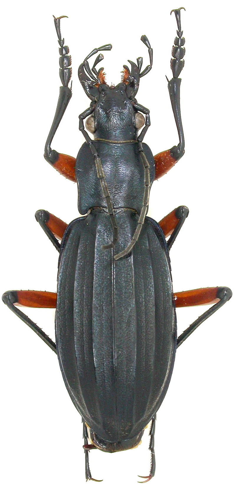 Ctenocarabus galicianus,  Dscn4425