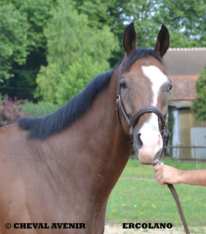 Ercolano hongre ps de 4 ans adopté par Odile 08 2016 Ercola11