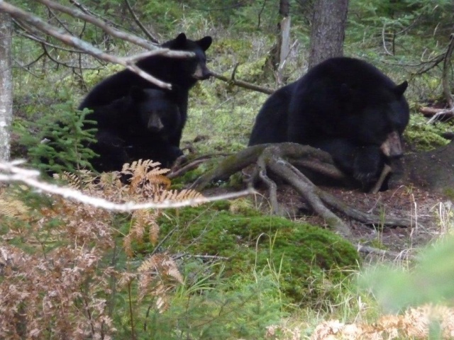 observer l'OURS - Page 3 P1080815