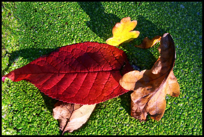 premieres feuilles d automne Feuill12