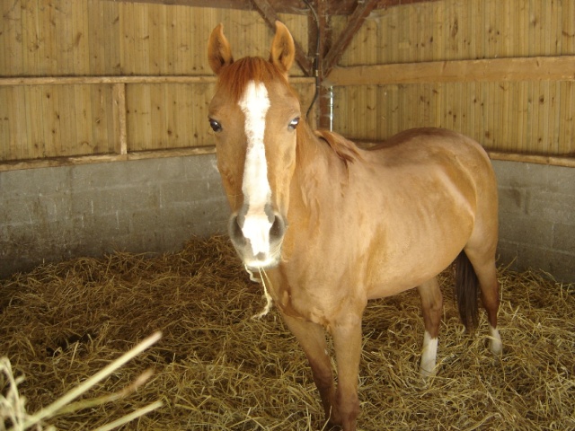 HISTOIRE - ONC poney née en 1995 - adoptée en juillet 2010 Dsc00110