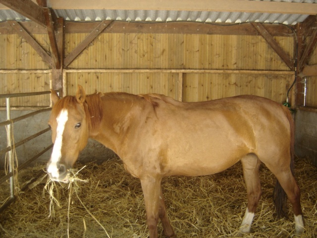 HISTOIRE - ONC poney née en 1995 - adoptée en juillet 2010 Dsc00111