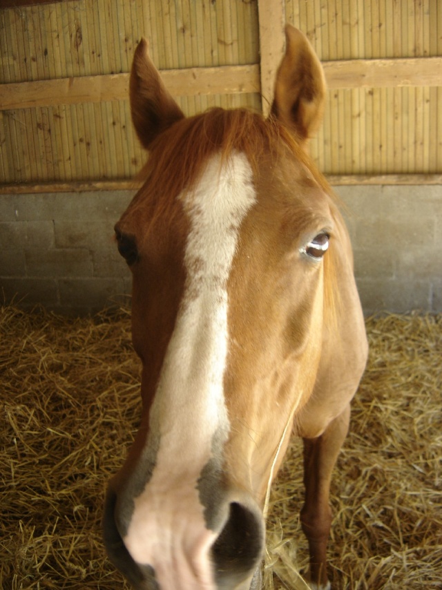 HISTOIRE - ONC poney née en 1995 - adoptée en juillet 2010 Dsc00112
