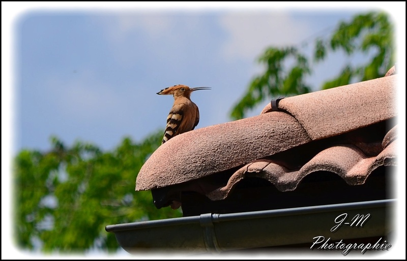 Les oiseaux de mon jardin Nikon_27
