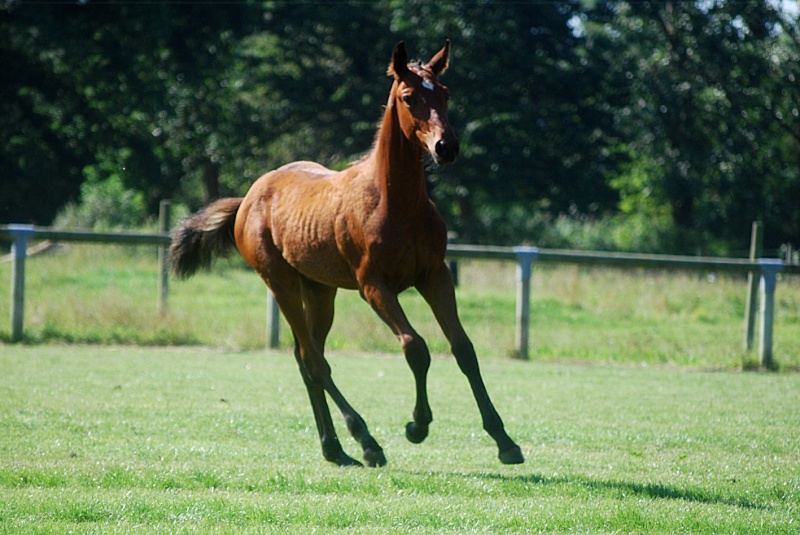 2010- A de Thozano (Orlando x Fidji du Fleury x Nidor Platière) Aoat_213