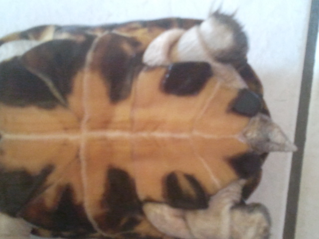 Mes tortues, mâle(s) ou femelle(s)? 2013-014