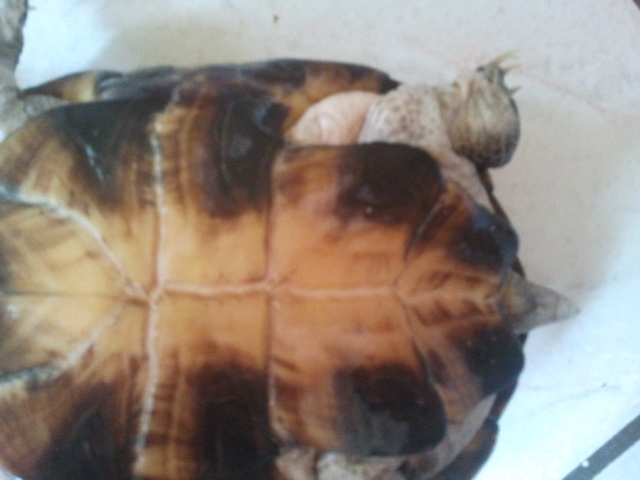 Mes tortues, mâle(s) ou femelle(s)? 2013-015
