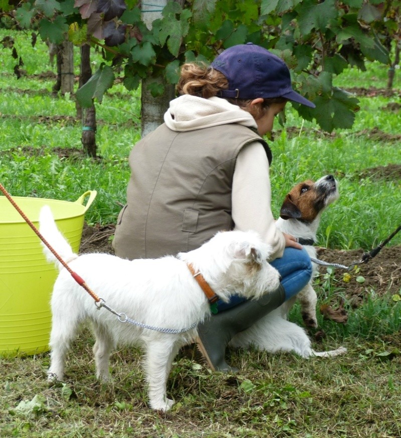 MODENA 14 OTTOBRE CAMPIONATO LAVORO IN TANA E TAN - Pagina 4 Befunk44