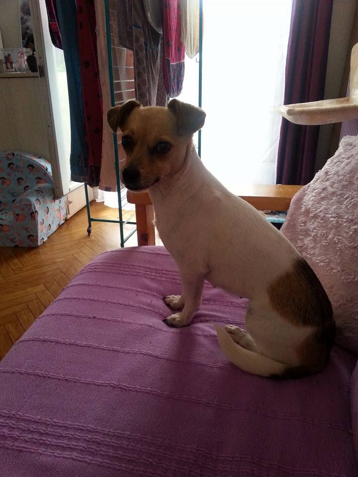 LOLA (ex LOLITA) - femelle mini croisée jack russell petite taille née en 2015 - (Pascani) - adoptée par Marie-France (91) - Page 4 13770310