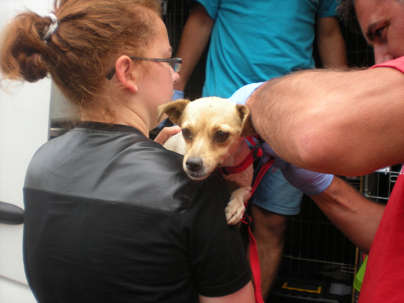 LOLA (ex LOLITA) - femelle mini croisée jack russell petite taille née en 2015 - (Pascani) - adoptée par Marie-France (91) - Page 3 Lola_010