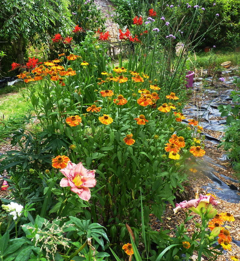 Hemerocalle,Hemerocallis - Page 39 P1110876