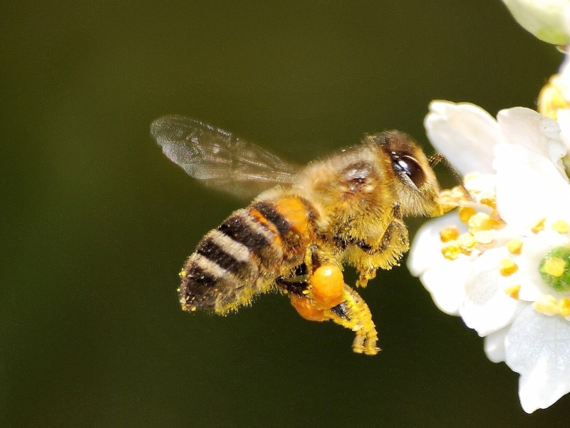 nos amies les abeilles. A510