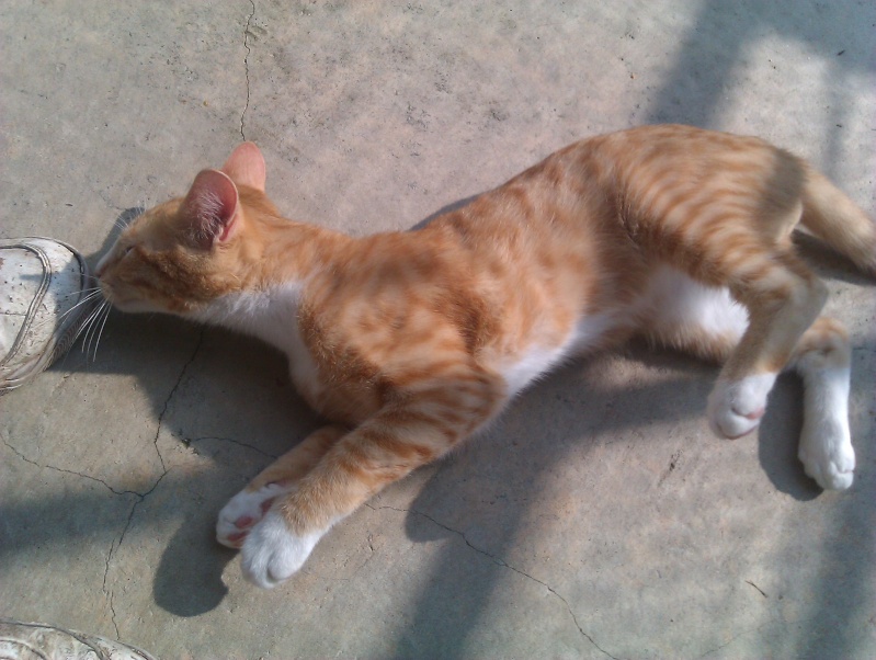 Osiris chaton roux et blanc né en février 2013 - Refuge SPA de Forbach Imag1841