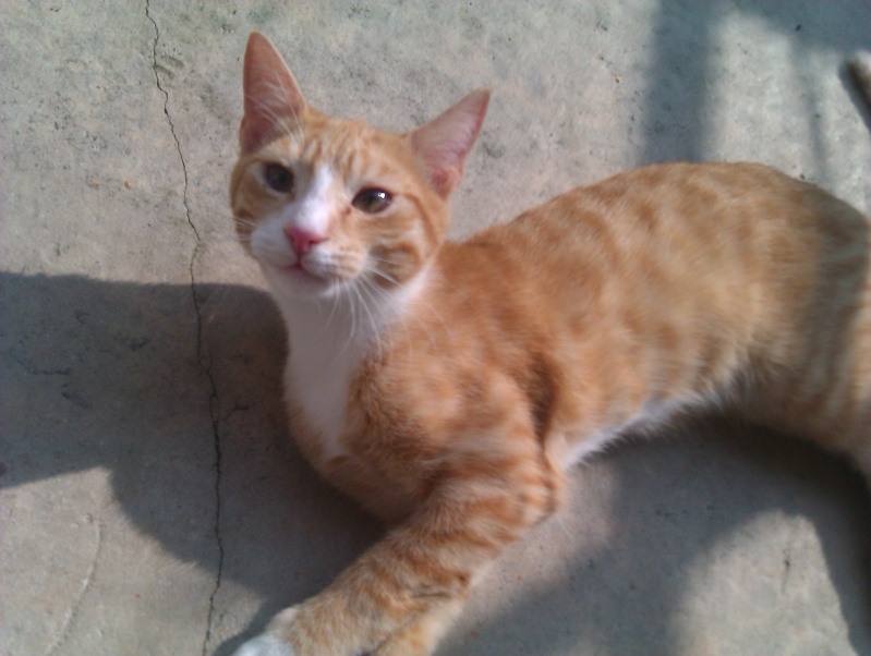Osiris chaton roux et blanc né en février 2013 - Refuge SPA de Forbach Imag1842