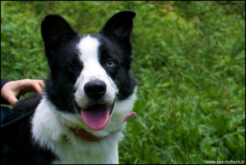 Ulysse border collie poils courts né en 2011 Ulysse10