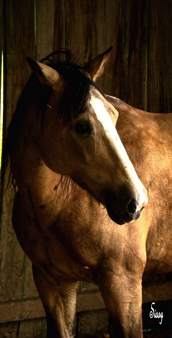 Cherche "beaux" chevaux pour shooting Laika_11