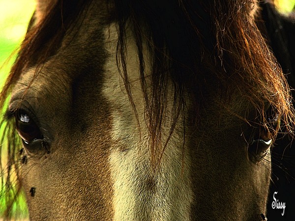 Cherche "beaux" chevaux pour shooting Laika_13