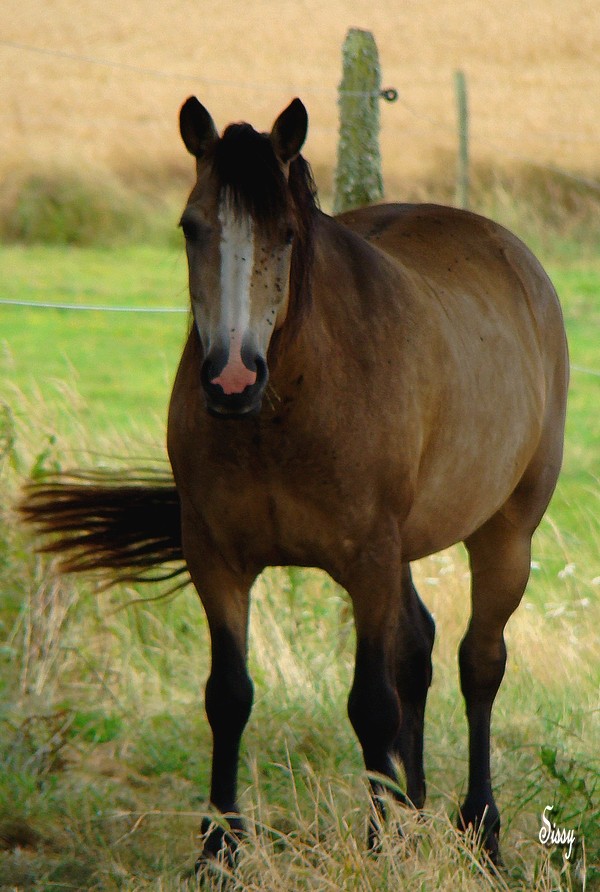 Cherche "beaux" chevaux pour shooting Laika_14
