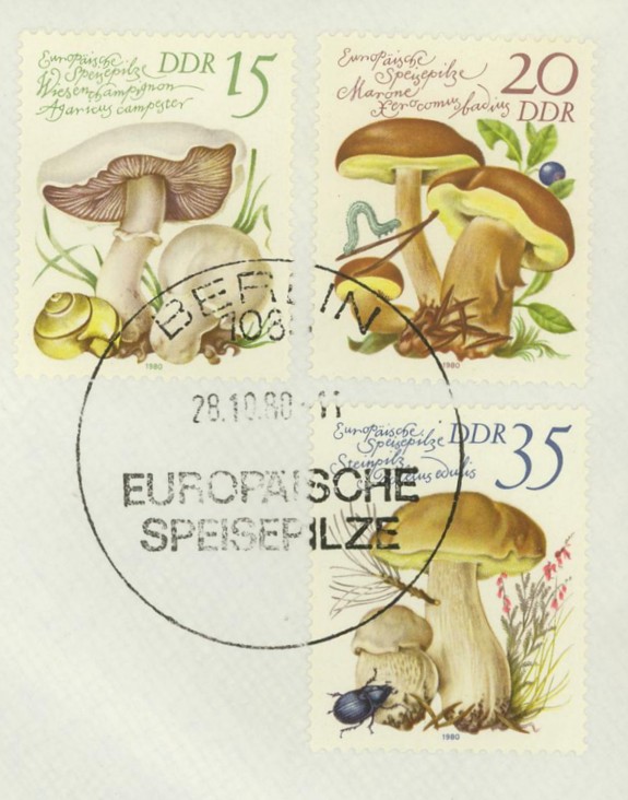 Pilze Ddr_2513