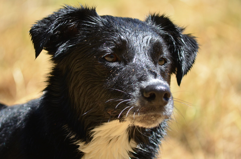 berger - GUS - X Border Collie et AIKO - Berger Australien Dsc_0112