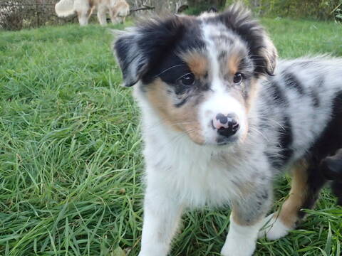 Gus X Border Collie Et Aiko Berger Australien