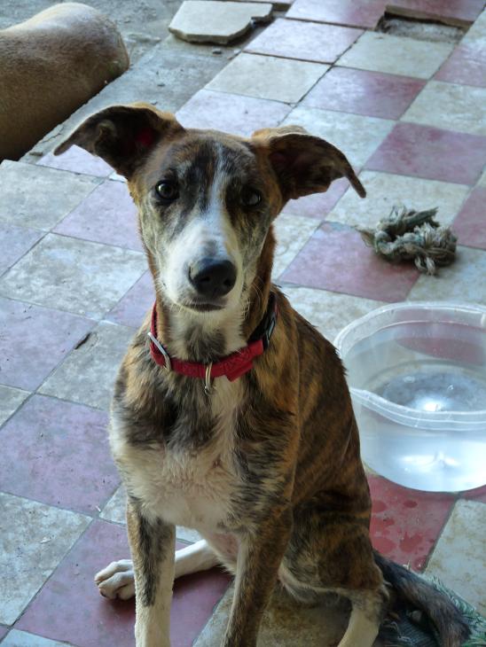 ABBA - CROISEE GALGA - prise en charge par une autre asso - Page 6 P1020314