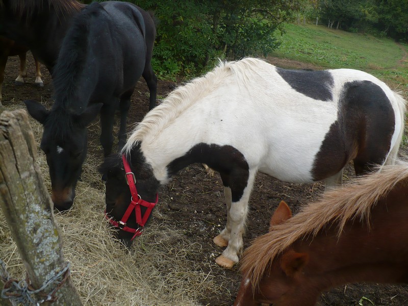 CHEYENNE - ONC Poney typée Shetland présumée née en 2000 - adoptée en octobre 2012 par Prosper Cheyen13