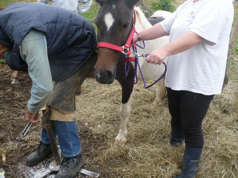 CHEYENNE - ONC Poney typée Shetland présumée née en 2000 - adoptée en octobre 2012 par Prosper Cheyen14