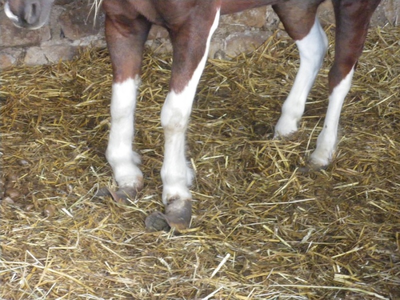 Lili et Summer - ponettes shetlands - adoptées en avril 2009 par agnes P Pieds_10