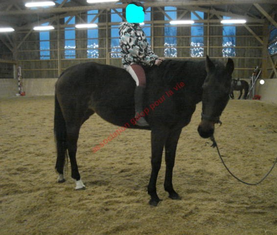 WANDA - Hessen horse née en 1994 - adoptée en février 2011 par Morgane dcd en mars 2018 Wanda_10