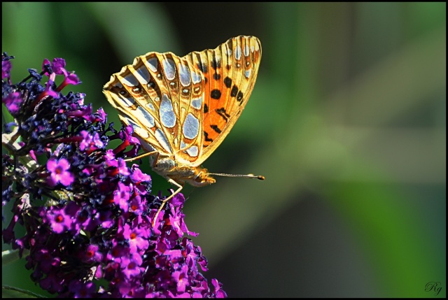 Dans mon buddleia Pap110