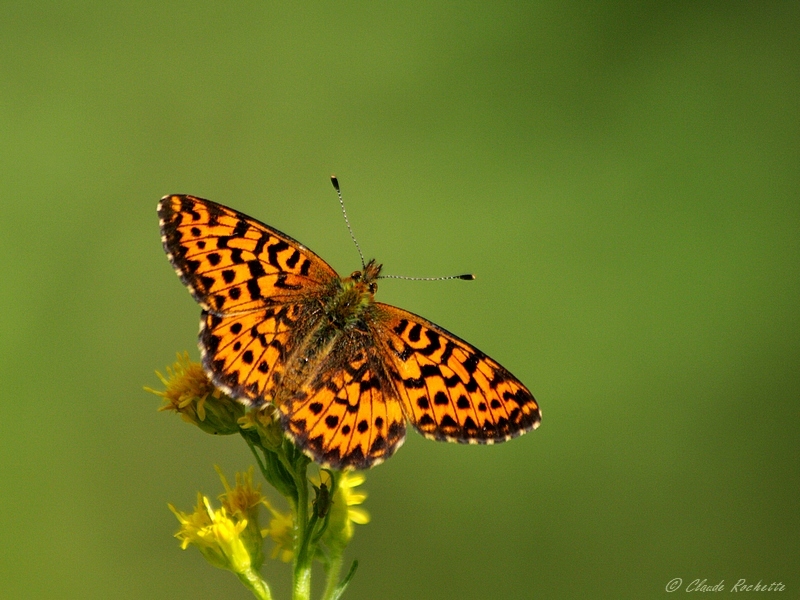 Papillon à identifier!!! Argynn10