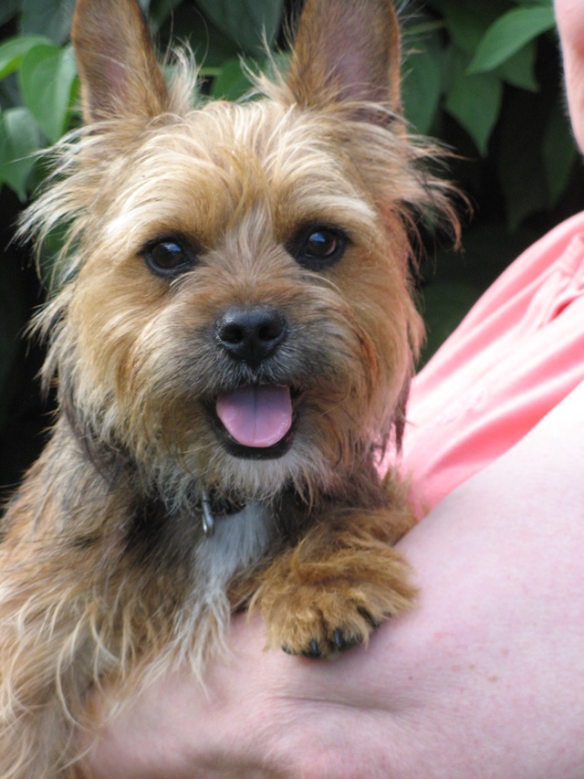 LEWIS, renommé Choubaka) croisé york-cairn terrier, 2 an - M 2016-020